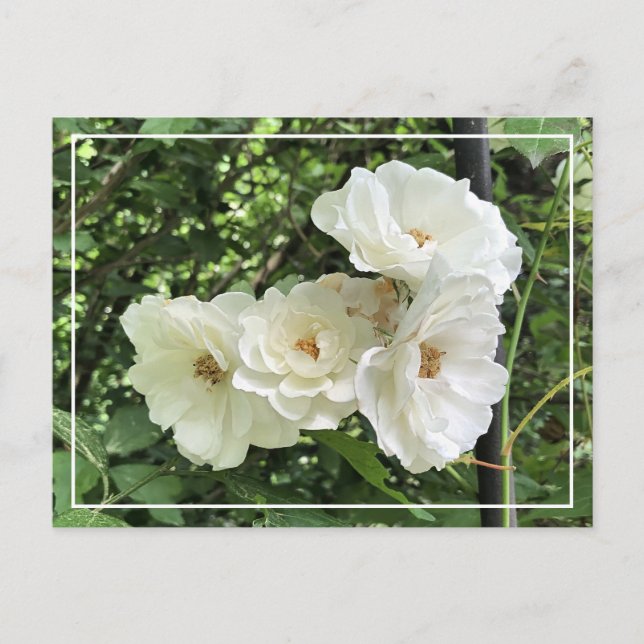 Cartes Pour Fêtes Annuelles Magnifique Cluster Roses Blanches Chic Floral Cart (Devant)