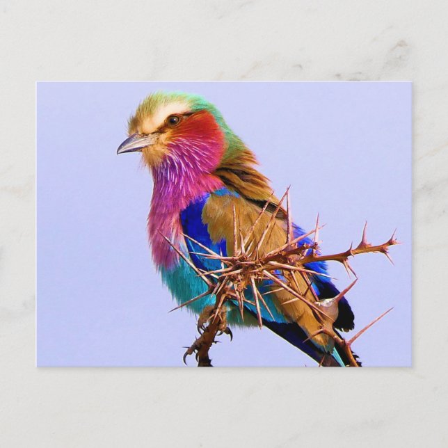 Cartes Pour Fêtes Annuelles Magnifique Roller Africain à bille Lilac (Devant)
