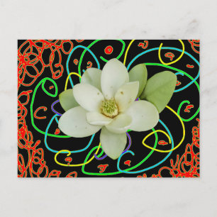 Cartes Pour Fêtes Annuelles Magnolia de Virginie (Magnolia virginiana) 