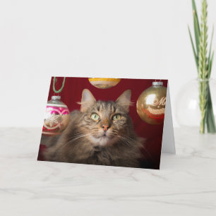 Cartes Pour Fêtes Annuelles Maine Coon Christmas Chat
