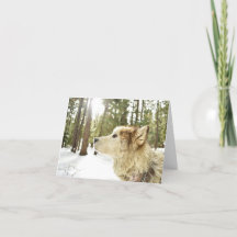 Malamute dans les bois enneigés