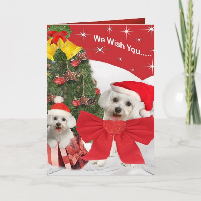 Cartes Pour Fêtes Annuelles Maltais et Chiot vous souhaite Joyeux Noël (Devant)