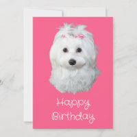 Maltese Li White Puppy Photo