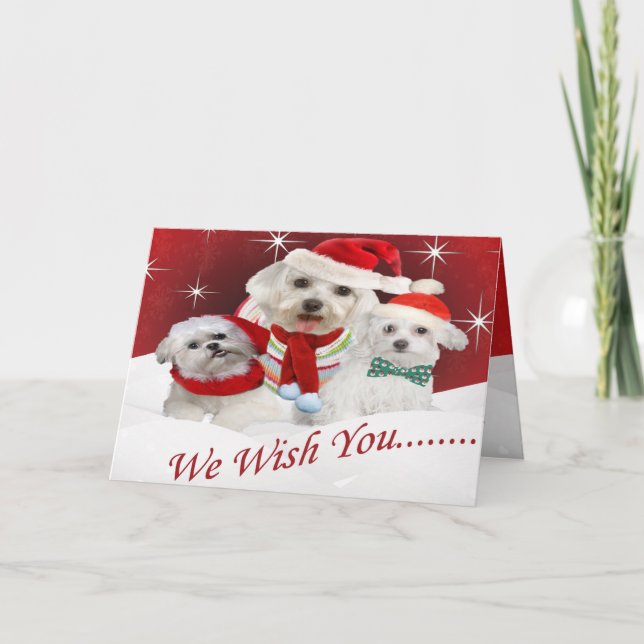 Cartes Pour Fêtes Annuelles Maltese Wishes you Merry Christmas, Maltese Wis... (Devant)