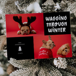 Cartes Pour Fêtes Annuelles Marche à travers l'hiver Black Pet Photo