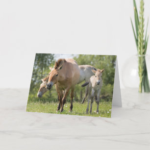 Cartes Pour Fêtes Annuelles Marche du cheval et du poulain de Przewalski