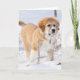 Cartes Pour Fêtes Annuelles Marionnette des Pyrénées dans la neige