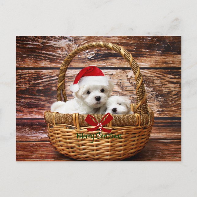 Cartes Pour Fêtes Annuelles Marionnettes maltaises dans un panier de Noël (Devant)