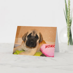 Cartes Pour Fêtes Annuelles Mastiff Puppy Valentine Card