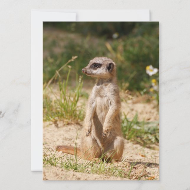 Cartes Pour Fêtes Annuelles Meerkat 038 (Devant)