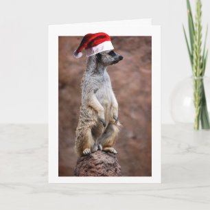 Cartes Pour Fêtes Annuelles MeerKat de Noël