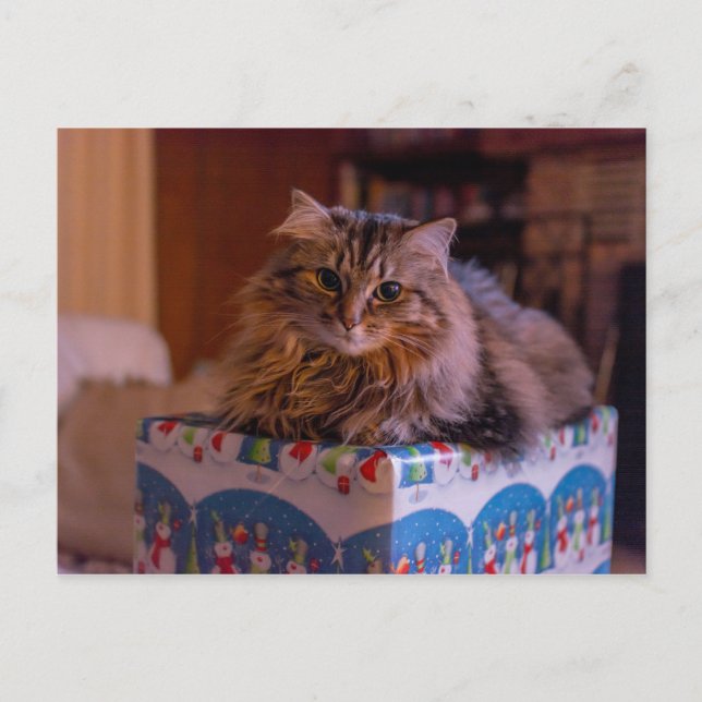 Cartes Pour Fêtes Annuelles Meowy Christmas Kitty dans une boîte cadeau (Devant)