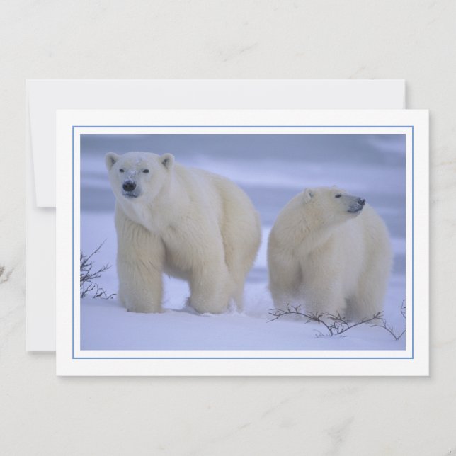 Cartes Pour Fêtes Annuelles Mère Ours Polaire avec Cub dans la neige (Devant)