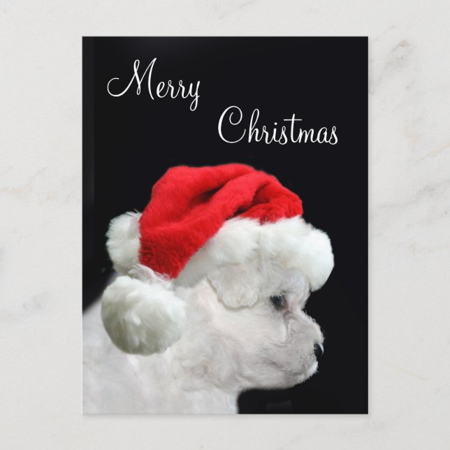 Cartes Pour Fêtes Annuelles Merry Christmas Bichon Frise (Devant)