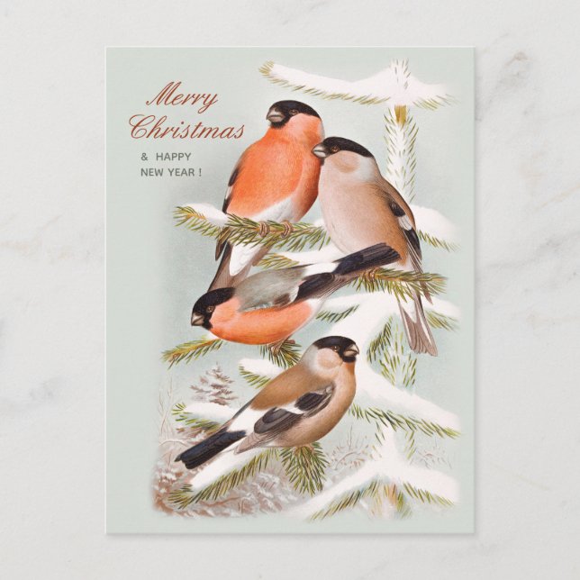 Cartes Pour Fêtes Annuelles Merry Christmas Bullfinches pin enneigé CC1059 (Devant)