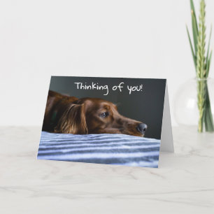 CARTES POUR FÊTES ANNUELLES "MERRY CHRISTMAS" DE SWEET PUP