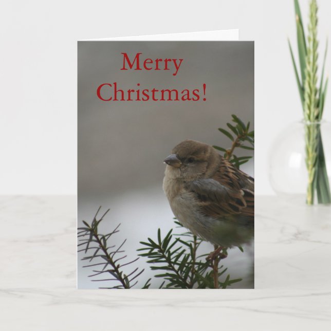 Cartes Pour Fêtes Annuelles Merry Christmas Sparrow ! avec les écritures (Devant)