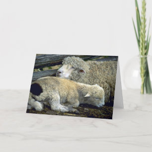 Cartes Pour Fêtes Annuelles Mignonne paire de moutons un matin froid
