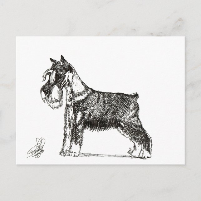 CARTES POUR FÊTES ANNUELLES MINIATURE SCHNAUZER (Devant)