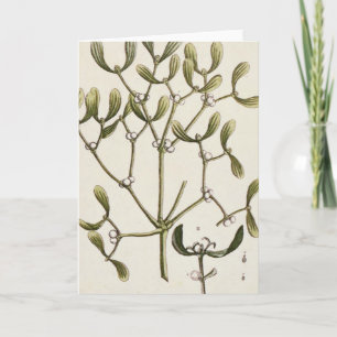 Cartes Pour Fêtes Annuelles Mistletoe from 'A Curious Herbal', 1782