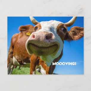 CARTES POUR FÊTES ANNUELLES MODIFICATION DE L'ADRESSE POSTCARDS