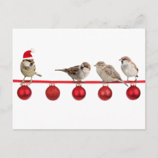 Cartes Pour Fêtes Annuelles Moineaux d'oiseaux de Noël