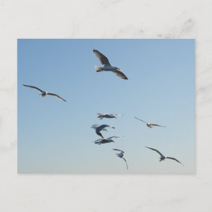 Cartes Pour Fêtes Annuelles Mouette côtière volante personnalisable