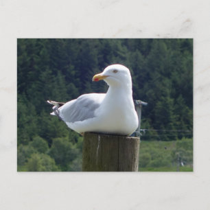 Cartes Pour Fêtes Annuelles Mouette paresseuse allongée nature côtière minimal