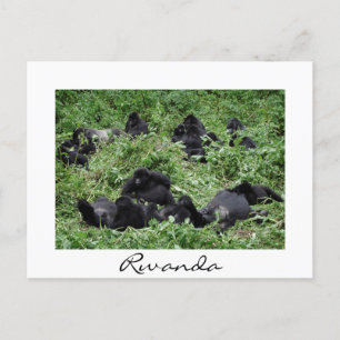 Cartes Pour Fêtes Annuelles Mountain gorilla groupe frontière blanche