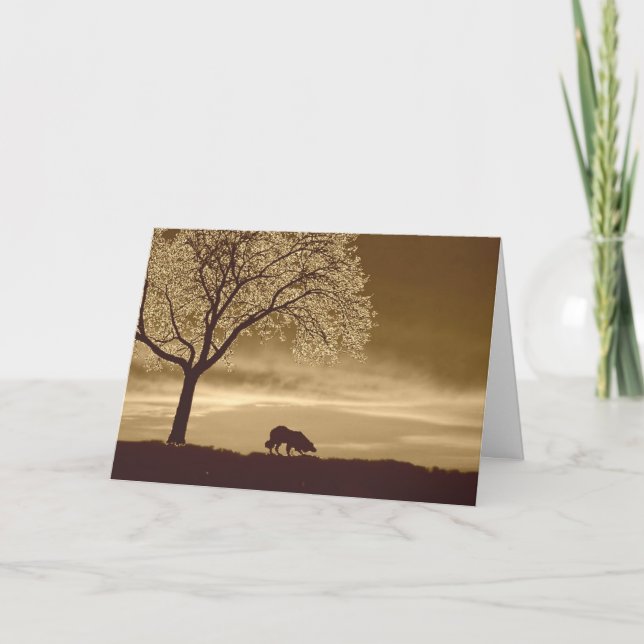Cartes Pour Fêtes Annuelles Moutons à l'horizon~Bordure Collie Noël (Devant)