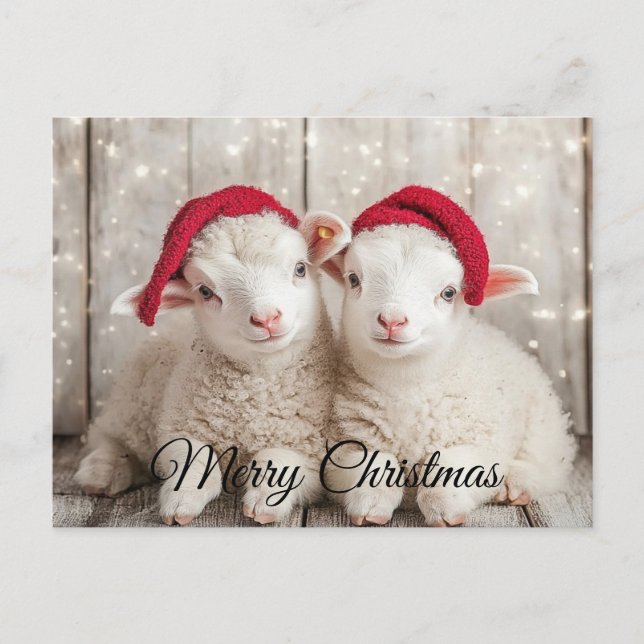 Cartes Pour Fêtes Annuelles Moutons de Noël (Devant)