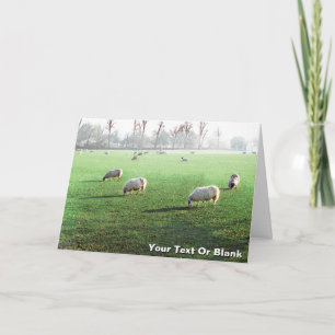 Cartes Pour Fêtes Annuelles Moutons du palais de Blenheim