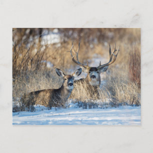 Cartes Pour Fêtes Annuelles Mule Deer se repose dans l'herbe neigeuse