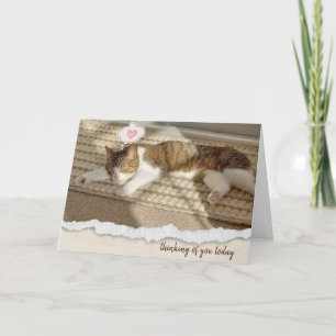 Cartes Pour Fêtes Annuelles Nappage de chats à la lumière du soleil Penser à v