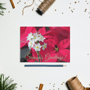 Cartes Pour Fêtes Annuelles Narcisses et poinsettia rouges arrangement floral