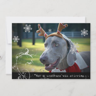 Cartes Pour Fêtes Annuelles Nation Weimaraner : "Pas une créature ne remuait..