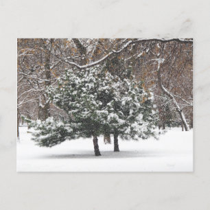 Cartes Pour Fêtes Annuelles Neige