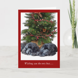 Cartes Pour Fêtes Annuelles Newfies et le chat de Noël