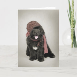 Cartes Pour Fêtes Annuelles Newfoundland puppy