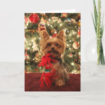 Noël 2 de Yorkie