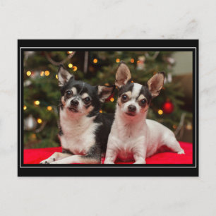 Cartes Pour Fêtes Annuelles Noël au Chihuahua