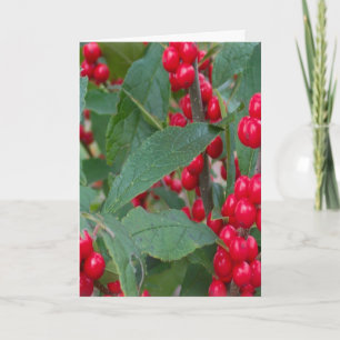 Cartes Pour Fêtes Annuelles Noël Berries Vacances Verts Couleurs rouges blanch
