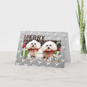 Cartes Pour Fêtes Annuelles Noël - Bichon Frise - Harry et Hermie