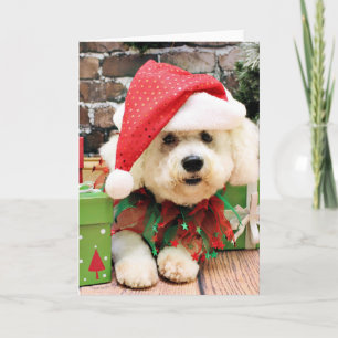 Cartes Pour Fêtes Annuelles Noël - Bichon Frise - marguerite