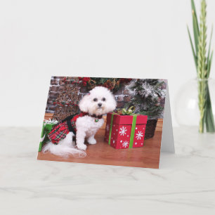 Cartes Pour Fêtes Annuelles Noël - Bichon Frise - Mia