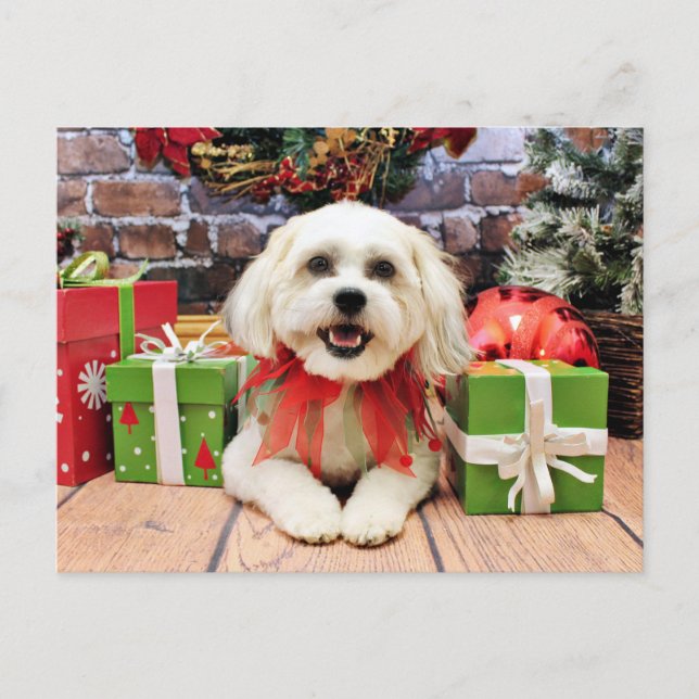 Cartes Pour Fêtes Annuelles Noël - Bichon X - Bella (Devant)