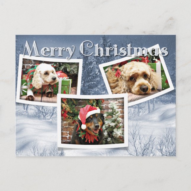 Cartes Pour Fêtes Annuelles Noël - Bordure Collie - Cockapoo (Devant)