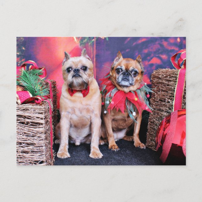 Cartes Pour Fêtes Annuelles Noël - Bruxelles Griffon - Marv et Marge (Devant)