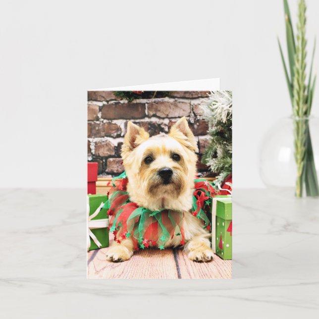 Cartes Pour Fêtes Annuelles Noël - Cairn Terrier - Lola (Devant)