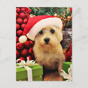 Cartes Pour Fêtes Annuelles Noël - cairn Terrier - Roxy
